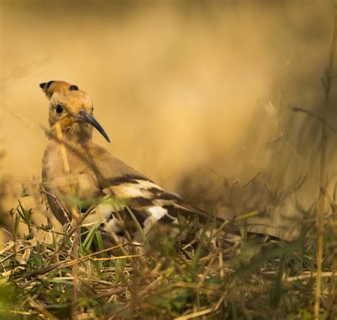 Wiedehopf Vogel Natur Kostenloses Foto Auf Pixabay Pixabay