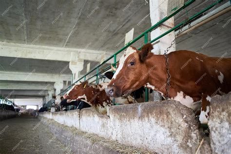 Vacas En Establos En La Granja Lechera Foto Premium