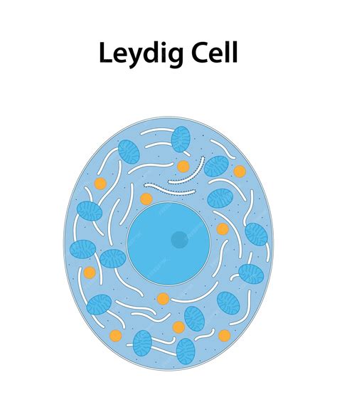 Premium Vector Leydig Cell A Type Of Cell Found In The Testicles Testes