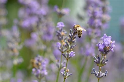 La Abeja Poliniza Las Flores De Lavanda Decaimiento De Plantas Con