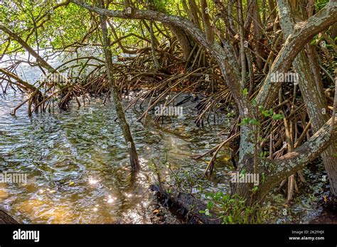 Roots And Vegetation Typical Of Mangroves On Tropics Stock Photo Alamy