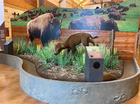 New Bison Center To Open At Custer State Park Helmsley Charitable Trust