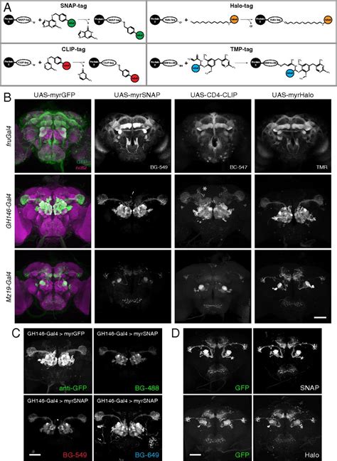 Ultrafast Tissue Staining With Chemical Tags Pnas