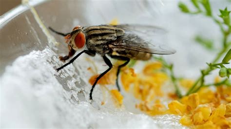 Virose Da Mosca Saiba Os Sintomas E Como Prevenir