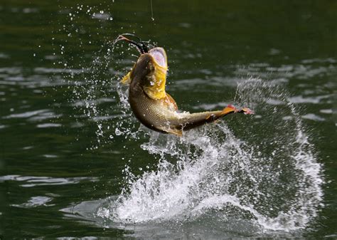 🔥 [50 ] Largemouth Bass Wallpapers For Desktop Wallpapersafari