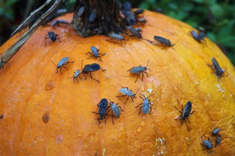 How To Control Squash Bugs Identification And Strategies Mygardenlife