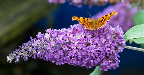 Shrubs And Perennials To Attract Butterflies