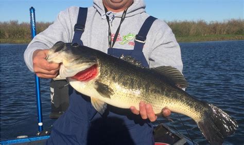 Comprehensive Delta Fishing Report | Update Dec 2 | Westernbass.com