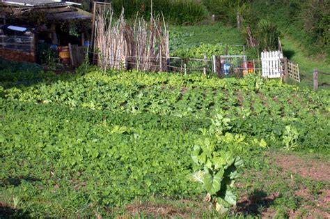 Agricultura Intensiva Definición Características Ejemplos Y Más