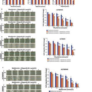 Biguanides Alone Or In Combination With Olaparib Inhibit OC Cell