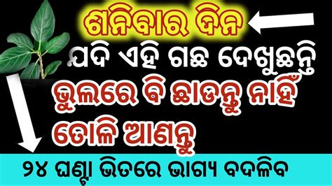 ଶନିବାର ଦିନ ଯଦି ଏହି ଗଛ ଦେଖୁଛନ୍ତି ଭୁଲରେ ବି ଛାଡ଼ନ୍ତୁ ନାହିଁajiraanuchinta