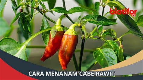 Cara Menanam Cabe Rawit Panduan Lengkap Untuk Pemula Biotifor