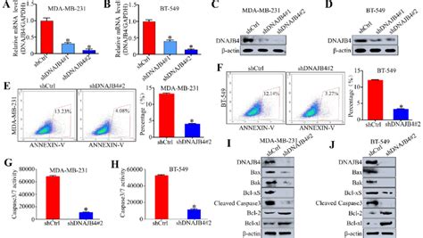 Knockdown Of Dnajb Inhibits Tnbc Cell Apoptosis In Vitro A B