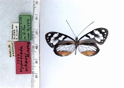 Hyposcada S Schausi Type Specimens