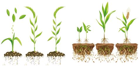 Premium Vector | Wheat growth stages Germination sedding plant growing ...