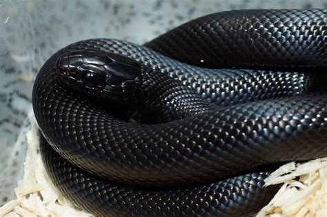 Mexican Black Kingsnake