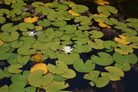 Lily Pads In Bloom Editorial Stock Image Image Of Blooming 207396874