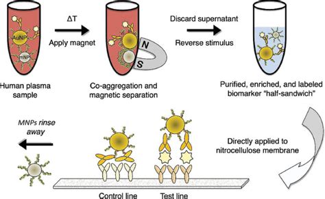 Applications Of Magnetic Nanoparticles In Biomedical Separation And