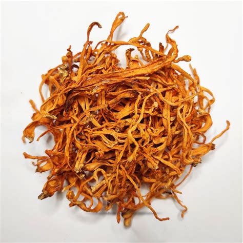 Кордицепс военный, плодовые тела (Cordyceps Militaris) – ETHNORUSH