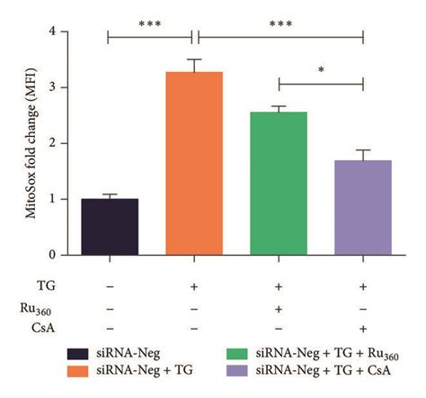 Mcu Silencing Reduces Mitochondrial Oxidative Stress A Time Response