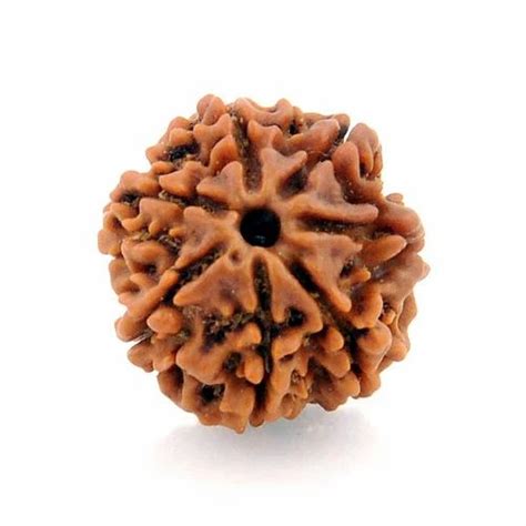 Round Dark Brown Natural Mukhi Certified Nepali Rudraksha Bead Size