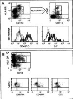 Phenotypic Characterization Of Five Dendritic Cell Subsets In Human