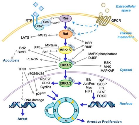 IJMS Free Full Text Growth Inhibitory Signaling Of The Raf MEK ERK