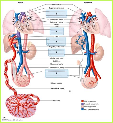 Fetal Circulation Diagram Quizlet