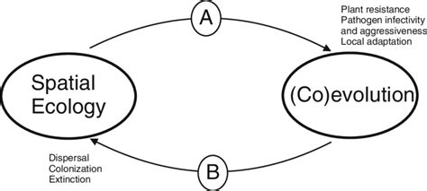 Schematic Overview Of The Spatial Eco Evolutionary Feedback Loop Arrow