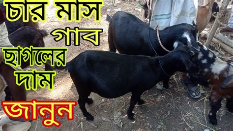 চার মাস গাব ছাগলের দাম জানুন। Goat Hat Youtube