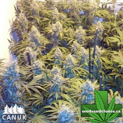 Blueberry Seeds | Blueberry Seeds For Sale by Canuk Seeds