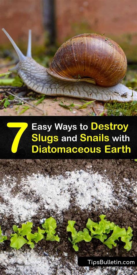 Natural Solutions For Keeping Your Garden Slug And Snail Free