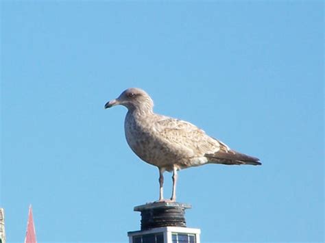 Brown Seagull by NyanaeveStock on DeviantArt