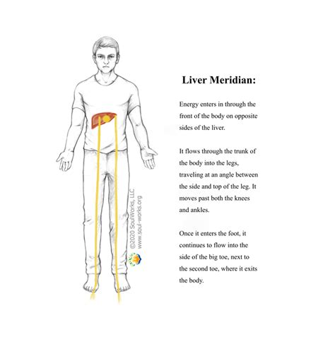 Liver Meridian - MY SITE
