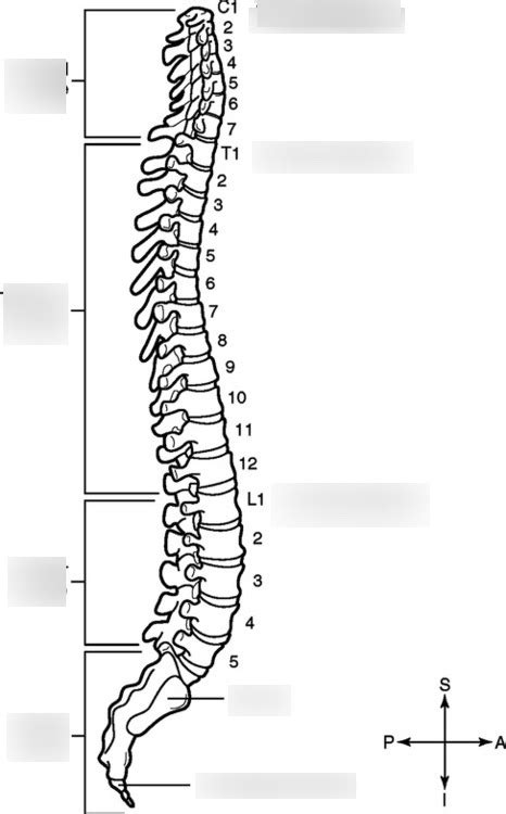 Anatomy Vertebral Column Diagram Quizlet