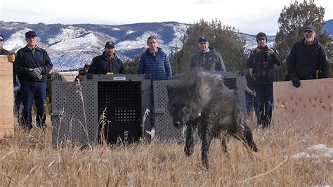 Colorado releases first 5 wolves as controversial reintroduction ...