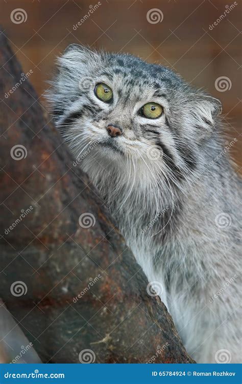 Pallas Cat Otocolobus Manul Editorial Stock Image Image Of Brown