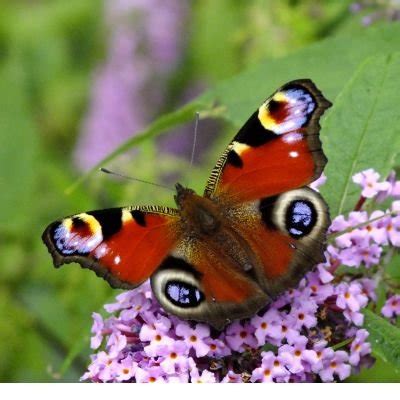 Spirituele Betekenis Vlinder Symbool Van Transformatie En Levensvreugde