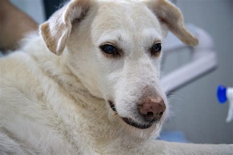 Influenza Canina Experiencia Veterinaria