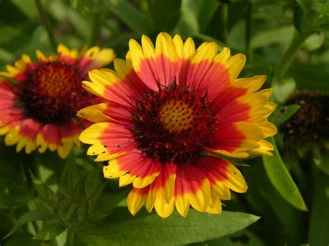 Seinet Portal Network Gaillardia Aristata