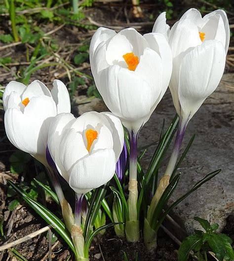 Krokus Jeanne D Arc Gro Packung Kaufen Schnelle Lieferung Und