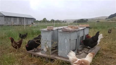 Commercial Pastured Poultry Farm Using Our Rat Proof Chicken Feeders