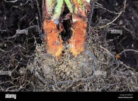 Strawberry Crown Rot Phytophthora Cactorum Section Through Infected