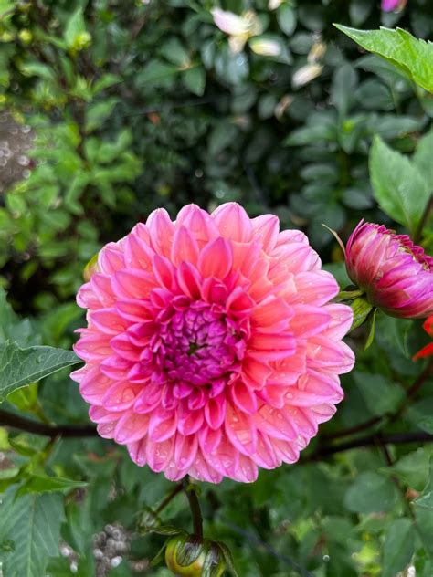 Dahlia Salmon Runner — Tailwind Farm Dahlias