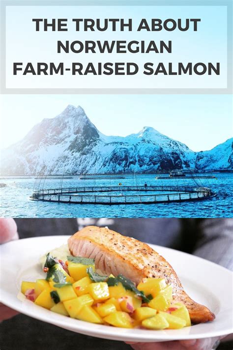 The Truth About Norwegian Farm Raised Salmon Chef Julie Lopez Rd