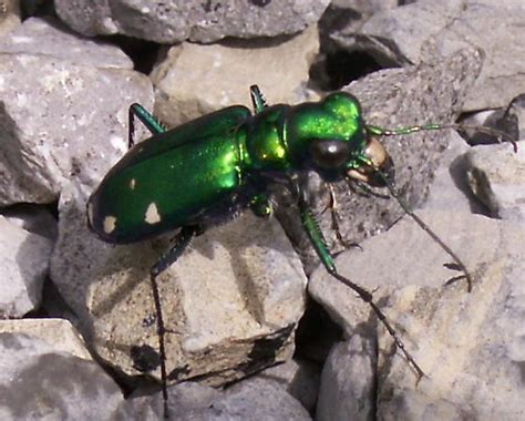 Six Spotted Tiger Beetle Cicindela Sexguttata Bugguide Net