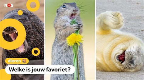 Dit Zijn De Grappigste Dierenfotos Van Het Jaar Youtube