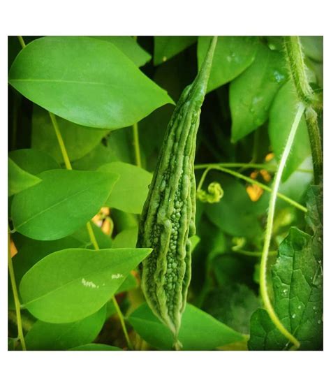 Bitter Gourd (karela) Seeds - 15 Seeds Per Pack: Buy Bitter Gourd ...