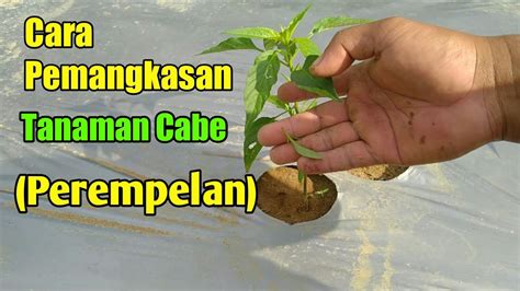 Cara Pemangkasan Tanaman Cabe Perempelan Youtube