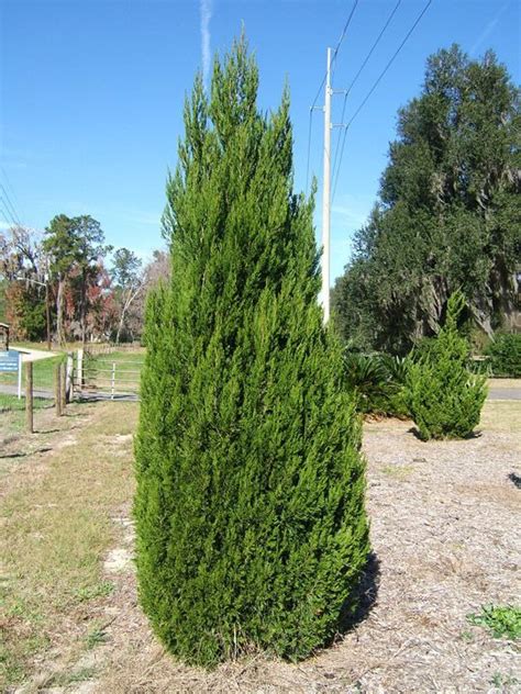 Juniperus Chinensis Alchetron The Free Social Encyclopedia